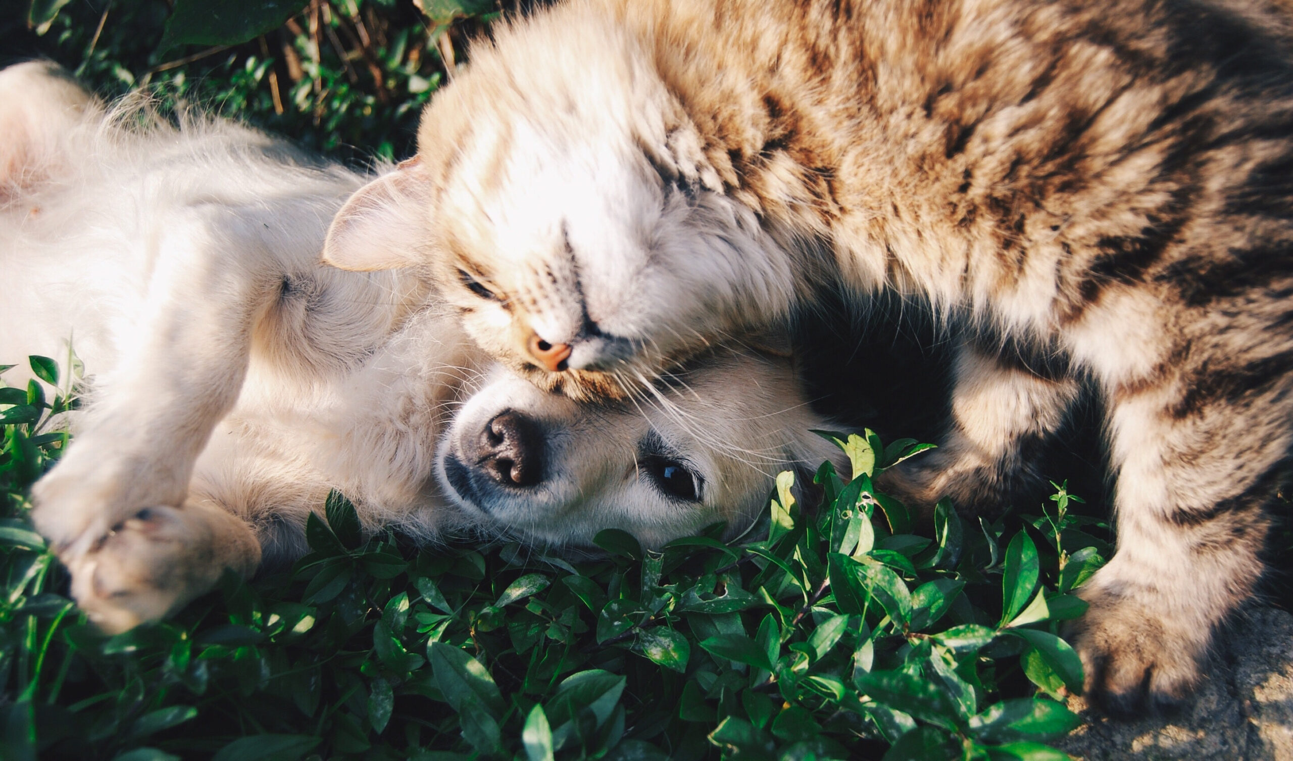 La photo de deux animaux, un chien et un chat, tête contre tête sur de l'herbe.