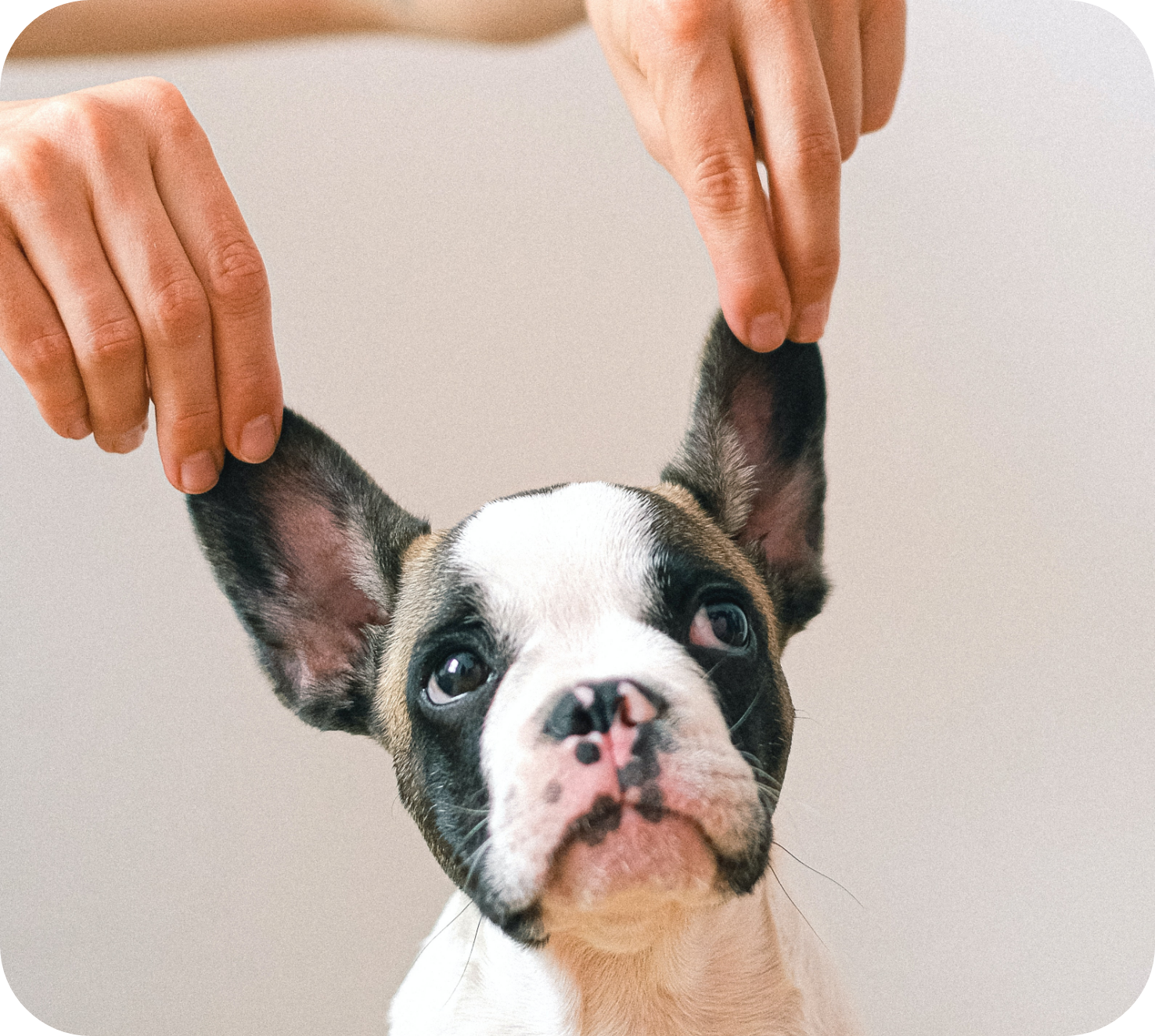 La photo marrante d'un chien à qui on lève les oreilles vers le haut