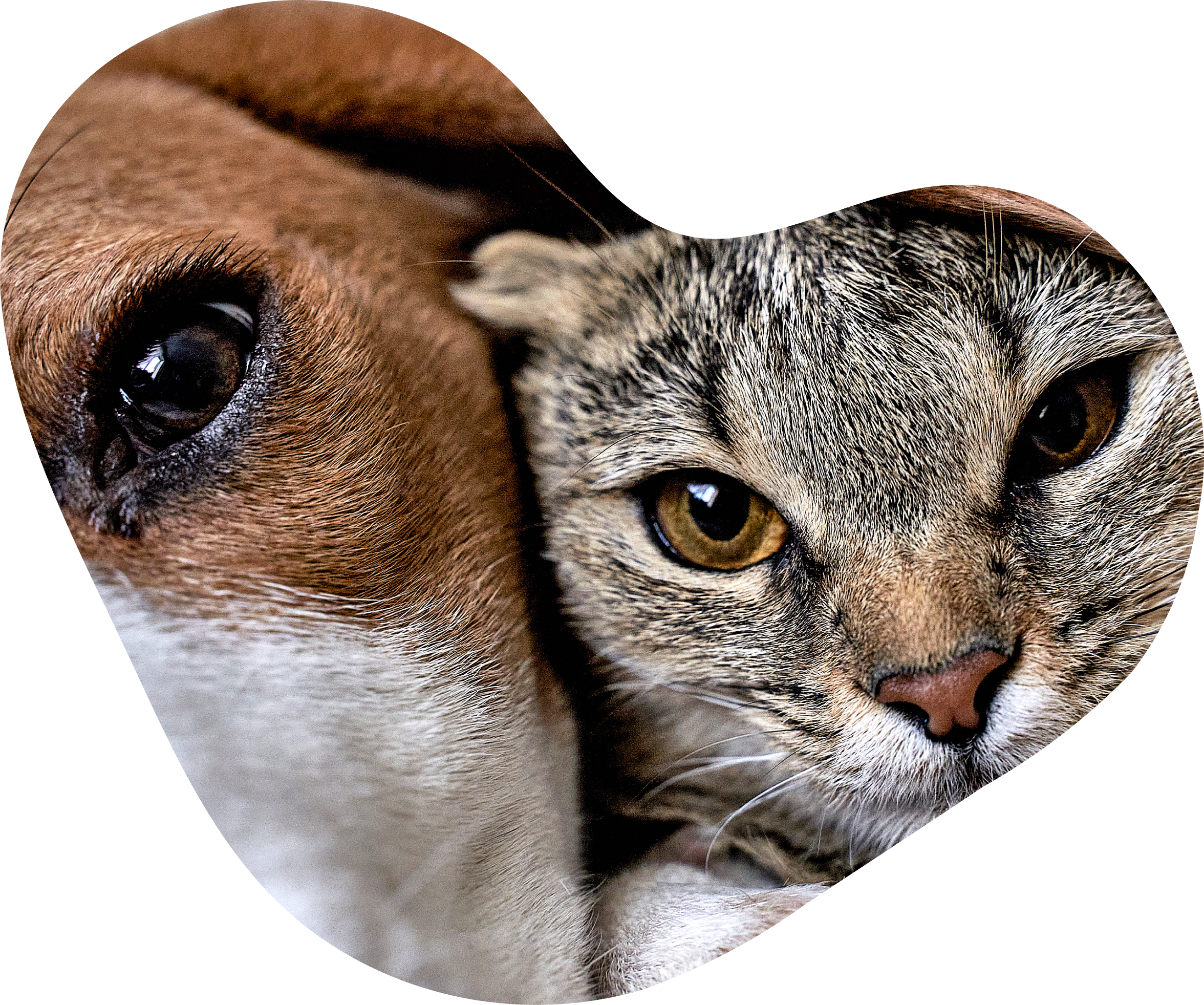 La photo d'un chien et dans chat dans une forme de coeur